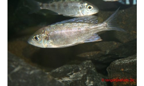 Cyathopharynx foai Kabogo